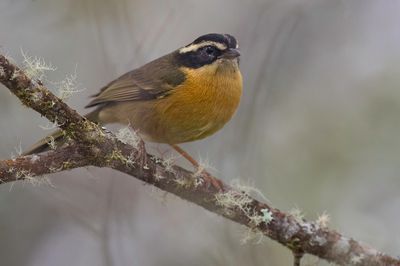 Three-striped Hemispingus - Driestreepboomgors - Tangara trifasci