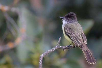 Dusky-capped Flycatcher - Monnikskaptiran - Tyran olivtre
