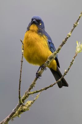 Lacrimose Mountain Tanager - Druppelbergtangare - Tangara larmoyant
