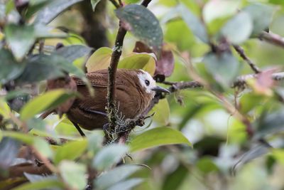 Peruvian Wren - Sepiabruine Winterkoning - Troglodyte brun