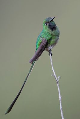 Green-tailed Trainbearer - Groenstaartkomeetkolibrie - Porte-trane nouna (m)