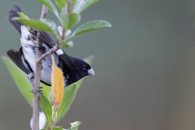 Black-and-white Seedeater - Zwart-wit Dikbekje - Sporophile noir et blanc (m)
