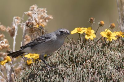 Ash-breasted Sierra Finch - Grijsborstsierragors - Phrygile plbien