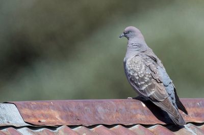 Spot-winged Pigeon - Vlekduif - Pigeon tigr