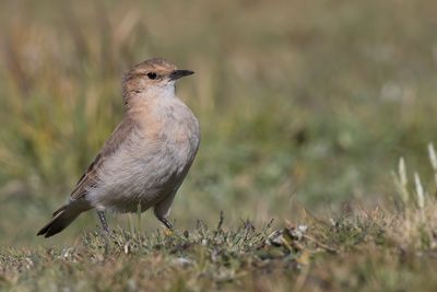 Dark-winged Miner - Donkervleugelholengraver - Gositte  ailes sombres