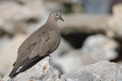 Black-winged Ground Dove - Grote Punaduif - Colombe  ailes noires