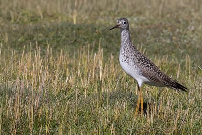 Lesser Yellowlegs - Kleine Geelpootruiter - Chevalier  pattes jaunes