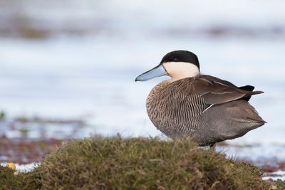 Puna Teal - Punataling - Sarcelle du puna