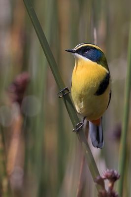 Many-colored Rush Tyrant - Ornaattachuri - Tyranneau omnicolore
