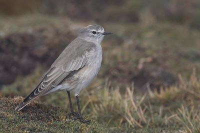 Ochre-naped Ground Tyrant - Geelnekgrondtiran - Dormilon  nuque jaune