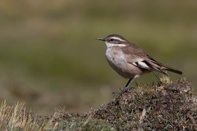 Cream-winged Cinclodes - Crmevleugelwipstaart - Cinclode  ailes crme
