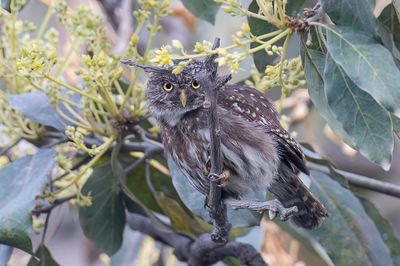 Pacific Pygmy Owl - Peruaanse Dwerguil - Chevchette du Prou