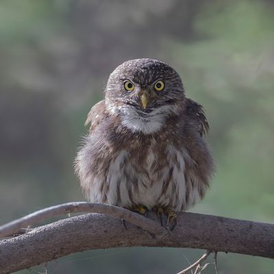 Pacific Pygmy Owl - Peruaanse Dwerguil - Chevchette du Prou