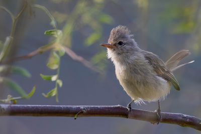 Southern Beardless Tyrannulet - Geelkeelvliegenpikker - Tyranneau passegris