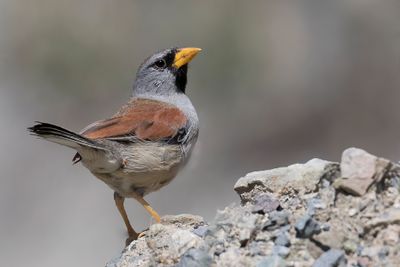 Great Inca Finch - Grote Incagors - Chipiu remarquable