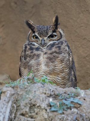 Lesser Horned Owl - Magelhaenoehoe - Grand-duc de Magellan