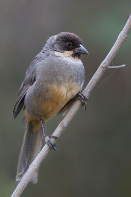 Rusty-bellied Brushfinch - Roestbuikstruikgors - Tohi  ventre roux