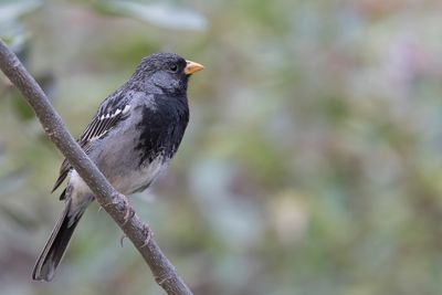 Mourning Sierra Finch - Rouwsierragors - Phrygile petit-deuil