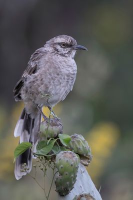 Long-tailed Mockingbird - Langstaartspotlijster - Moqueur  longue queue