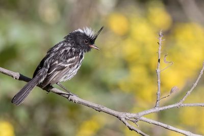 Black-crested Tit-Tyrant - Zwartkuifmeestiran - Taurillon  cimier noir