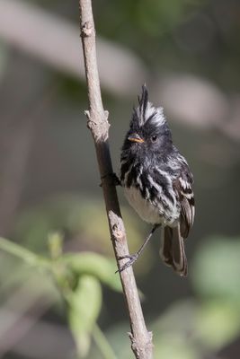 Black-crested Tit-Tyrant - Zwartkuifmeestiran - Taurillon  cimier noir