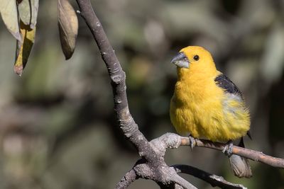 Golden Grosbeak - Geelbuikkardinaal - Cardinal  tte jaune
