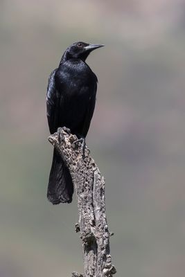 Shiny Cowbird - Glanskoevogel - Vacher luisant