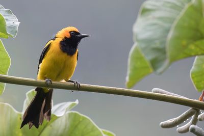 Orange-crowned Oriole - Oranjekaptroepiaal - Oriole  tte d'or