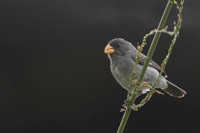 Grey Seedeater - Blauwgrijs Dikbekje - Sporophile intermdiaire
