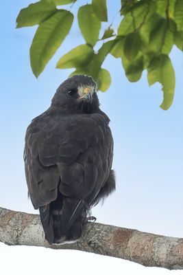 Short-tailed Hawk - Kortstaartbuizerd - Buse  queue courte