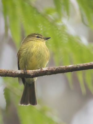 Flavescent Flycatcher - Goudtiran - Moucherolle flavescent
