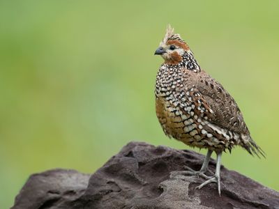 Birds of Colombia North 2022