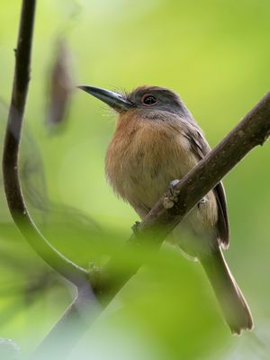 Grey-cheeked Nunlet - Noordelijke Grijswangtrappist - Barbacou  joues grises