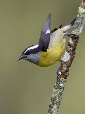 Bananaquit - Suikerdiefje - Sucrier  ventre jaune
