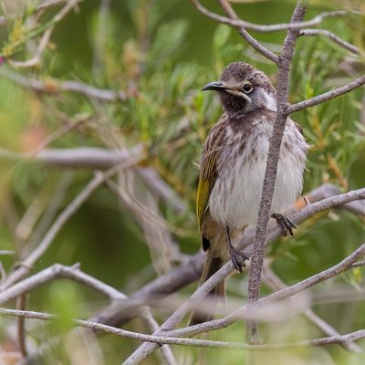 White-fronted Honeyeater - Witvoorhoofdhoningeter - Méliphage à front blanc (imm)