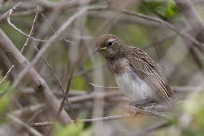 Black Honeyeater - Rouwhoningeter - Myzomèle cravaté (j)