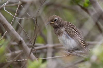 Black Honeyeater - Rouwhoningeter - Myzomèle cravaté (j)