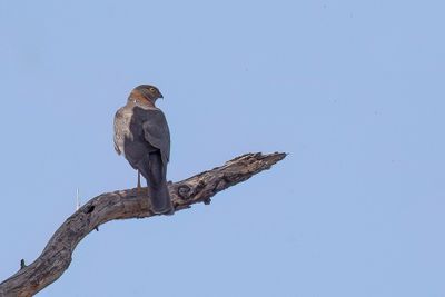 Collared Sparrowhawk - Grijskopsperwer - pervier  collier roux