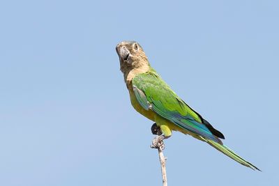 Brown-throated Parakeet - Masparkiet - Conure cuivre