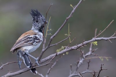 Streak-fronted Antshrike (m)