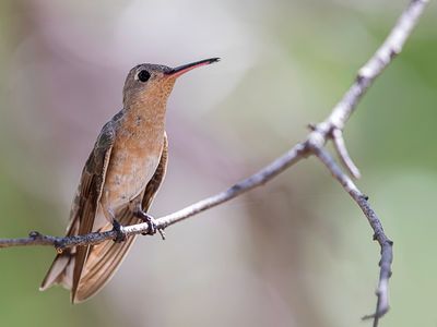 Buffy Hummingbird - Bruine Kolibrie - Colibri trompeur