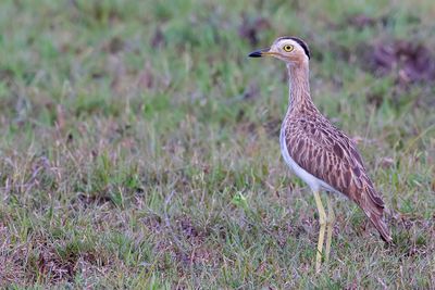 Double-striped Thick-knee. - Caribische Griel - OEdicnme bistri