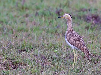 Double-striped Thick-knee. - Caribische Griel - OEdicnme bistri