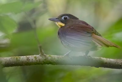 Red-tailed Bristlebill - Roodstaartblada - Bulbul moustac