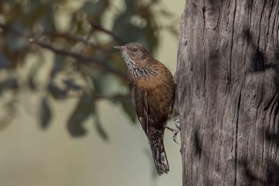 Black-tailed Treecreeper - Zwartstaartkruiper - Échelet à queue noire