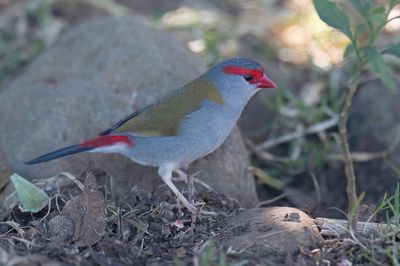 Red-browed Finch - Doornastrild - Diamant à cinq couleurs