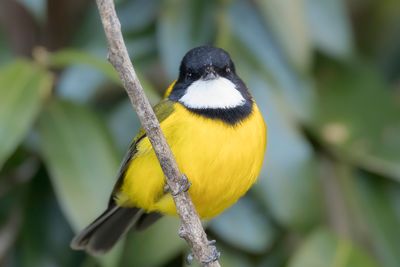 Australian Golden Whistler - Gouden Fluiter - Siffleur doré (m)