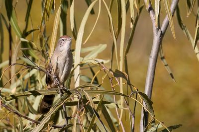 Spinifexbird - Spinifexzanger - Mégalure du spinifex