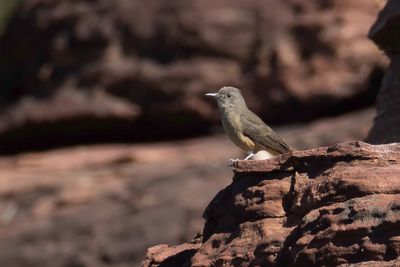 Sandstone Shrikethrush - Rotslijsterdikkop - Pitohui des rochers