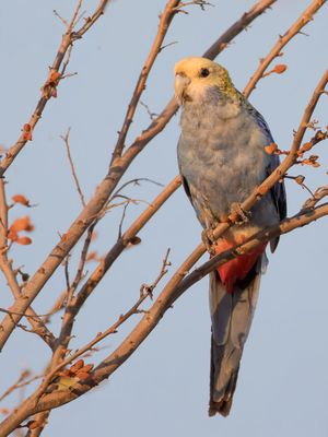 Pale-headed Rosella - Bleekkoprosella - Perruche à tête pâle